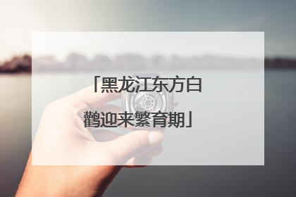 黑龙江东方白鹳迎来繁育期